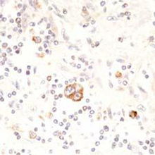 北京康為世紀生物科技 引領前沿生物科技，賦能健康未來